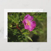 野生独身のバラ ポストカード (正面/裏面)