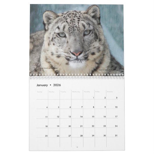 野生猫の動物の野性生物のカレンダー カレンダー (1月 2026)