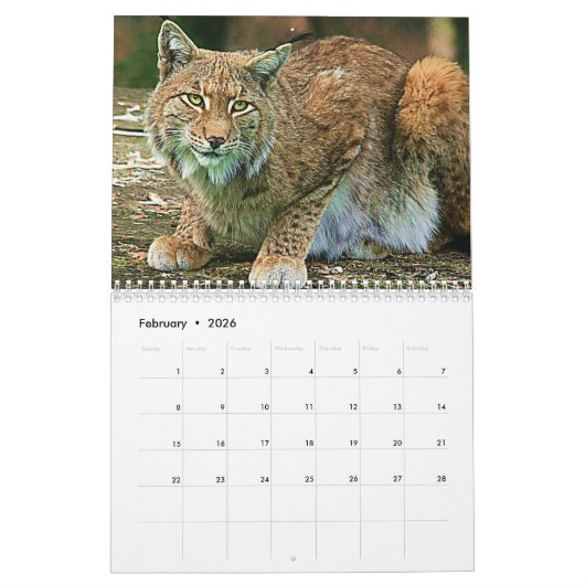 野生猫の動物の野性生物のカレンダー カレンダー (2月 2026)