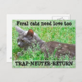 野生猫は愛- TNR --を必要とします ポストカード (正面/裏面)