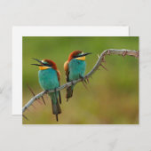 野生生物のカラフルハチの食べ物写真 ポストカード (正面/裏面)