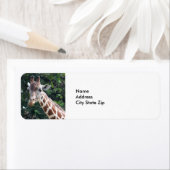 野生生物のキリン写真 ラベル (インサイチュ)