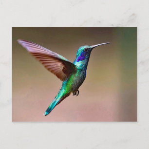 野生生物のグリーンハミングバード写真 ポストカード