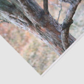 野生生物のバードフクロウの木の写真 薄葉紙 (詳細)