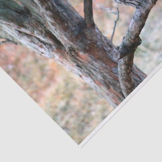 野生生物のバードフクロウの木の写真 薄葉紙 (詳細)