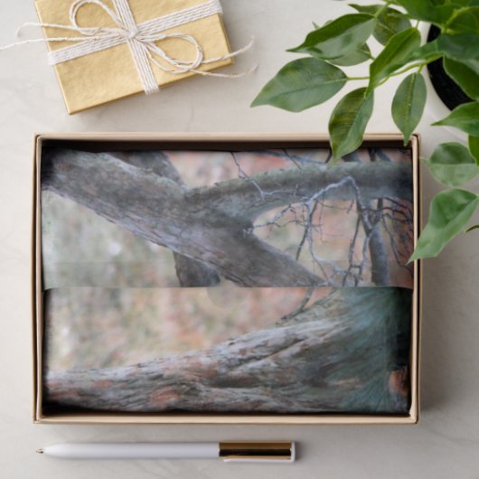 野生生物のバードフクロウの木の写真 薄葉紙 (ギフト)