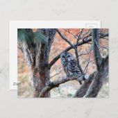 野生生物のバーレッド·フクロウの木の写真 ポストカード (正面/裏面)