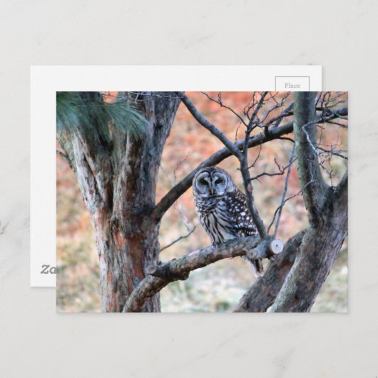 野生生物のバーレッド·フクロウの木の写真 ポストカード (正面/裏面)