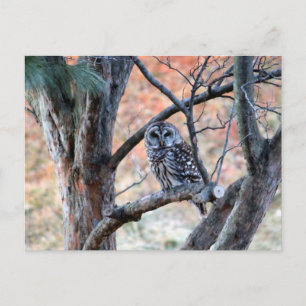 野生生物のバーレッド·フクロウの木の写真 ポストカード