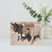 野生生物のポストカード、ロバ、バロス ポストカード (スタンド正面)