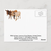 野生生物のポストカード、ロバ、バロス ポストカード (裏面)