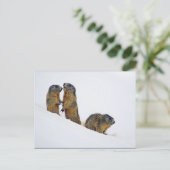 野生生物のマーモッツの雪写真 ポストカード (スタンド正面)