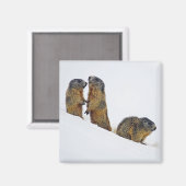 野生生物のマーモッツの雪写真 マグネット (正面/裏面)