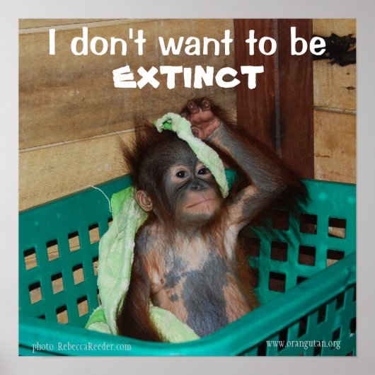 野生生物の保護プーティベビー ポスター (正面)