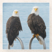 野生生物の姿が禿げおもしろいたワシ ガラスコースター (正面)