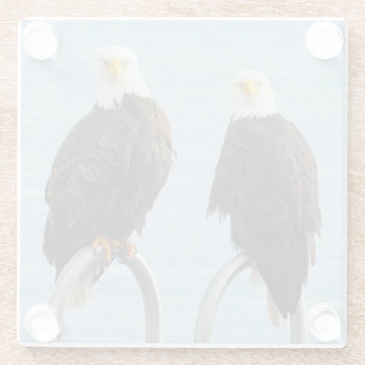 野生生物の姿が禿げおもしろいたワシ ガラスコースター (裏面)