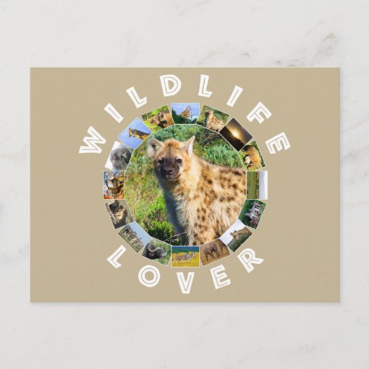 野生生物の恋人が発見されたハイエナ ポストカード (正面)