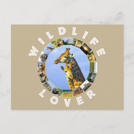 野生生物の恋人キリンの幼児 ポストカード (正面)