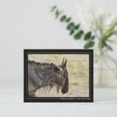 野生生物の移住ケニアの野生生物はがき ポストカード (スタンド正面)