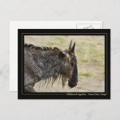 野生生物の移住ケニアの野生生物はがき ポストカード (正面/裏面)