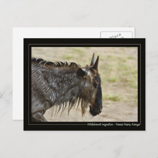 野生生物の移住ケニアの野生生物はがき ポストカード (正面/裏面)