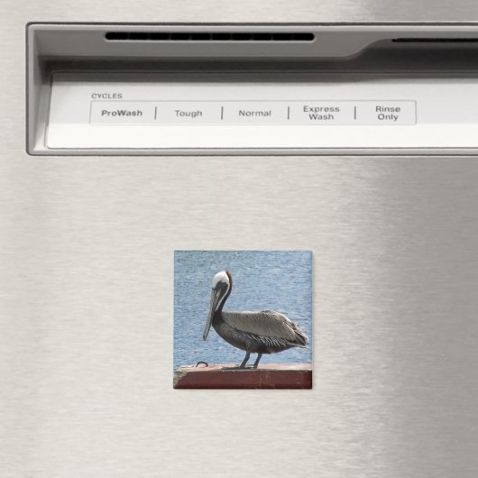 野生生物の茶色のペリカンの水写真 マグネット (インサイチュ (食洗機))