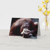 野生生物セット – 霊長類10 カード (黄色い花)