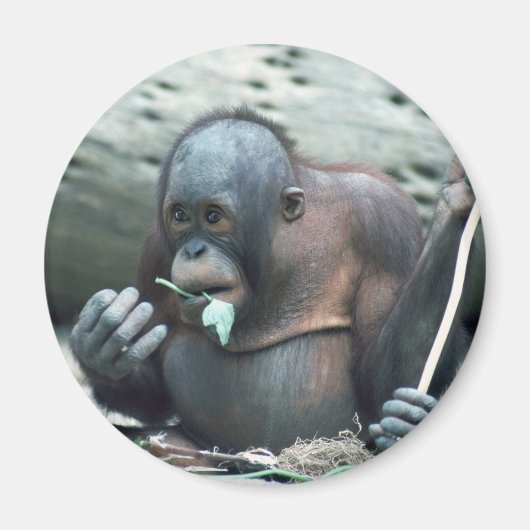 野生生物セット – 霊長類4 マグネット (正面)