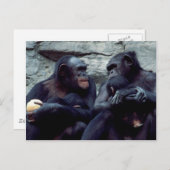 野生生物セット – 霊長類5 ポストカード (正面/裏面)