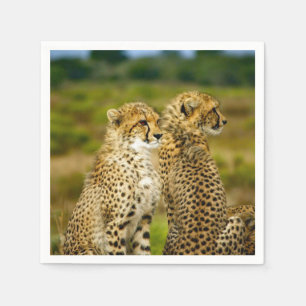 野生生物チーターの写真 スタンダードカクテルナプキン