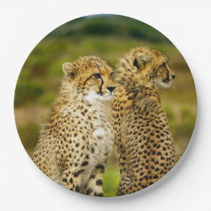 野生生物チーターの写真 ペーパープレート
