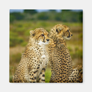野生生物チーターの写真 マグネット