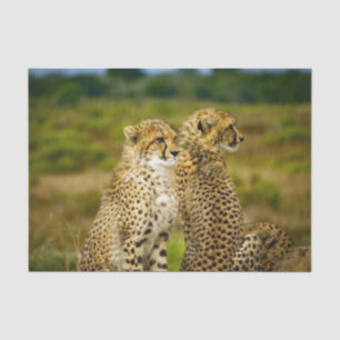 野生生物チーターの写真 薄葉紙