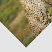 野生生物チーターの写真 薄葉紙 (詳細)