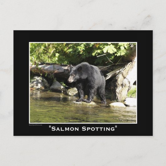 野生生物ベアーズアニマルラバーズデザイン ポストカード (正面)