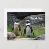 野生生物ペンギンのペア写真ありがとう ポストカード (正面/裏面)
