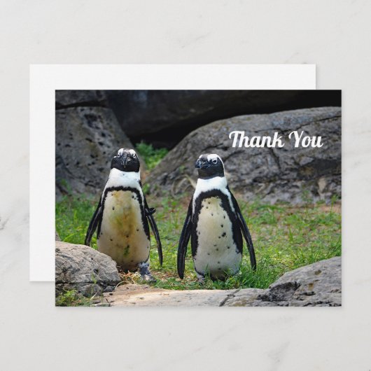 野生生物ペンギンのペア写真ありがとう ポストカード (正面/裏面)