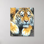 野生生物ポートレートの虎 キャンバスプリント (正面)
