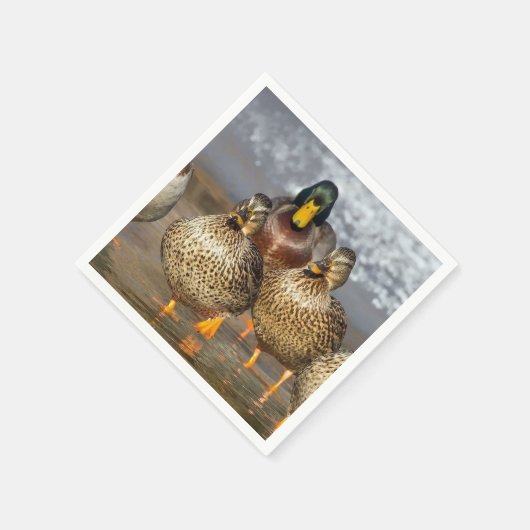 野生生物マラードアヒルの写真 スタンダードカクテルナプキン (角)