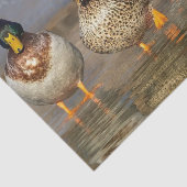 野生生物マラードアヒルの写真 薄葉紙 (詳細)
