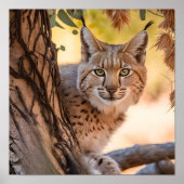 野生生物写真ボブキャットのクローズアップ ポスター (正面)