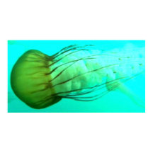 野生生物114シーネトルのポスター