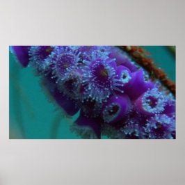 野生生物12ウニCUポスター ポスター