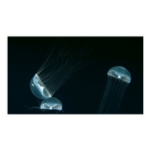 野生生物133ポスター