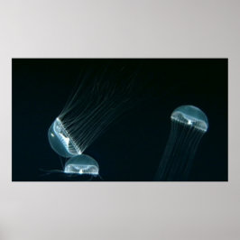 野生生物133ポスター ポスター