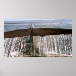 野生生物6クジラ尾ポスター ポスター