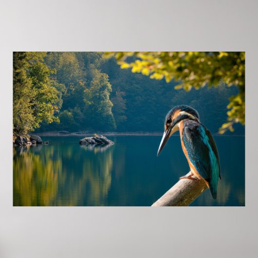 野生生物 ポスター (正面)