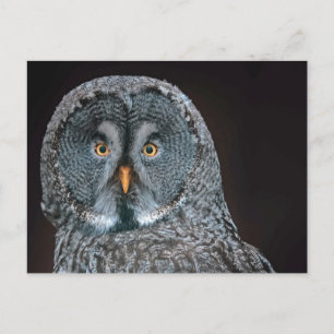 野生生素晴らし物の灰色フクロウの写真 ポストカード