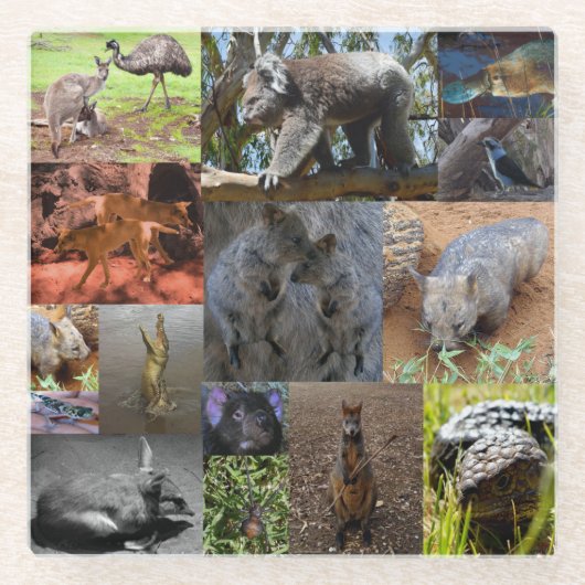 野生疑問に思：オーストラリアのフォトコラージュの魅惑 ガラスコースター (正面)