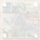 野生疑問に思：オーストラリアのフォトコラージュの魅惑 ガラスコースター (裏面)